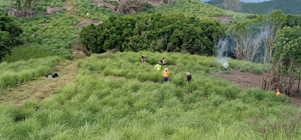 Expanding Reforestation Efforts In Antigua And Barbuda